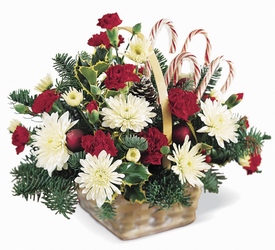 Candy Cane Lane Arrangement from Fabbrini's Flowers in Hoffman Estates, IL